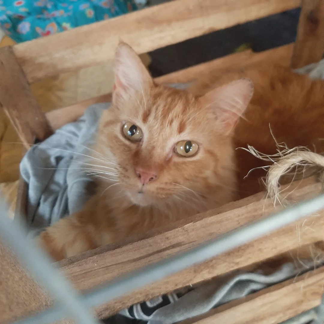 Imagem ilustrativa de resgates